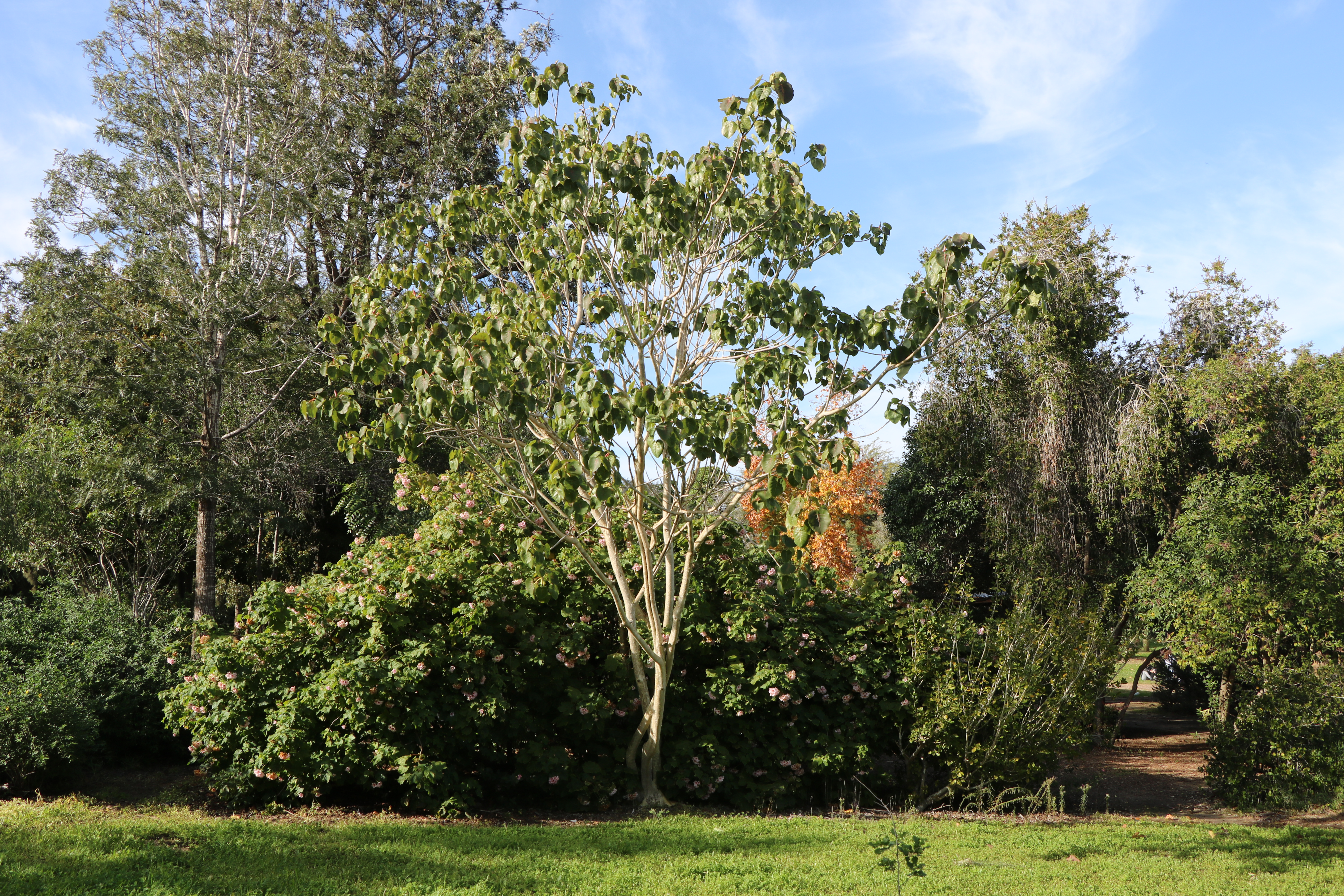 Ficus petiolaris